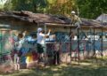 Au început lucrările de restaurare și punere în siguranță la Uszoda, cu peste 100 de voluntari/Foto