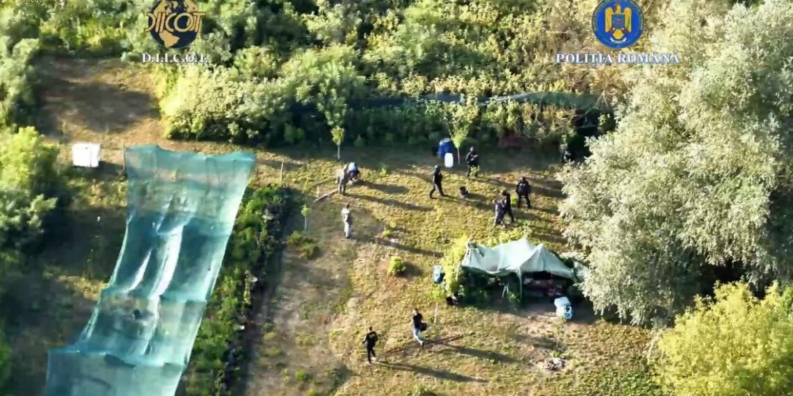 VIDEO. Plantație de canabis ascunsă pe malul Mureșului. Doi bărbați, prinși în flagrant în timp ce își îngrijeau cultura