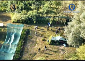 VIDEO. Plantație de canabis ascunsă pe malul Mureșului. Doi bărbați, prinși în flagrant în timp ce își îngrijeau cultura