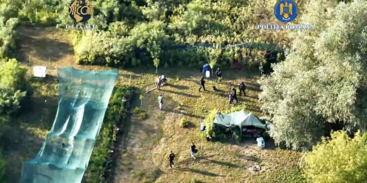VIDEO. Plantație de canabis ascunsă pe malul Mureșului. Doi bărbați, prinși în flagrant în timp ce își îngrijeau cultura