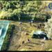 VIDEO. Plantație de canabis ascunsă pe malul Mureșului. Doi bărbați, prinși în flagrant în timp ce își îngrijeau cultura