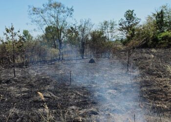 Incendiu la Țipari: 3.500 de metri pătrați de vegetație uscată au ars, iar flăcările au ajuns la o anexă