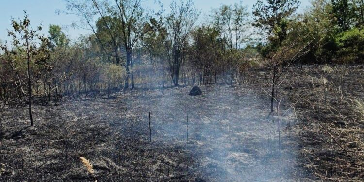 Incendiu la Țipari: 3.500 de metri pătrați de vegetație uscată au ars, iar flăcările au ajuns la o anexă