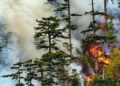 Incendiu în Parcul Național Domogled. Pinul negru de Banat, specie protejată, afectat de flăcări