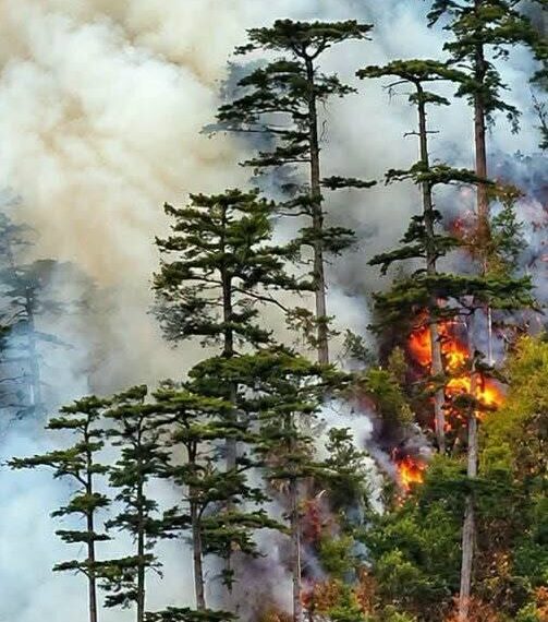 Incendiu în Parcul Național Domogled. Pinul negru de Banat, specie protejată, afectat de flăcări