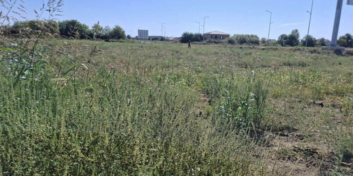 1041 acțiuni de verificare și reverificare a terenurilor necurățate de vegetație – sancțiuni în valoare totală de 184.000 de lei pentru terenuri necosite și cu ambrozie