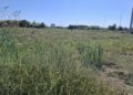 1041 acțiuni de verificare și reverificare a terenurilor necurățate de vegetație – sancțiuni în valoare totală de 184.000 de lei pentru terenuri necosite și cu ambrozie