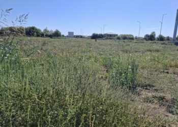 1041 acțiuni de verificare și reverificare a terenurilor necurățate de vegetație – sancțiuni în valoare totală de 184.000 de lei pentru terenuri necosite și cu ambrozie