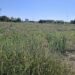 1041 acțiuni de verificare și reverificare a terenurilor necurățate de vegetație – sancțiuni în valoare totală de 184.000 de lei pentru terenuri necosite și cu ambrozie