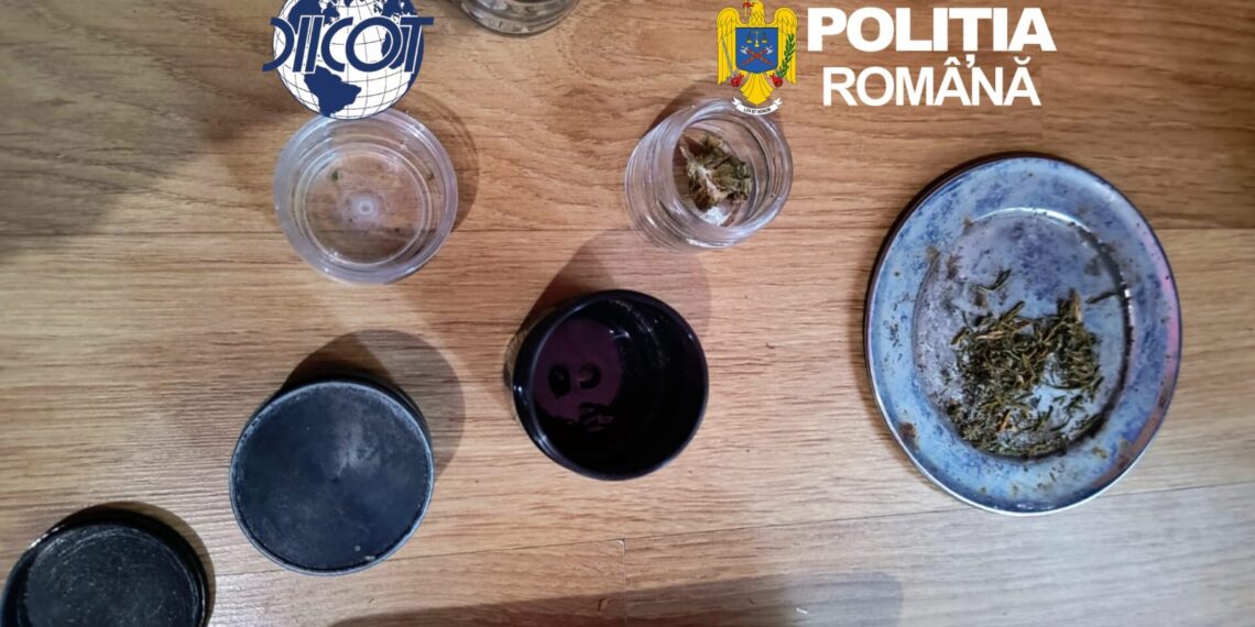 Cultură de canabis într-o zonă izolată din Caraș-Severin. Patru suspecți, vizați într-un dosar de trafic de droguri/Foto-video