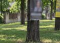 Arbori găuriți pentru reclame și spații verzi transformate în parcări. Amenzi de până la 5.000 de lei în Timișoara