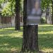 Arbori găuriți pentru reclame și spații verzi transformate în parcări. Amenzi de până la 5.000 de lei în Timișoara