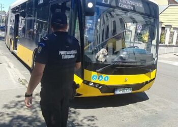 Acțiuni ale polițiștilor locali pentru un transport public sigur și civilizat – sancțiuni aplicate, dar și persoane ajutate să-și recupereze bunurile