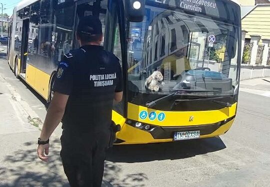 Acțiuni ale polițiștilor locali pentru un transport public sigur și civilizat – sancțiuni aplicate, dar și persoane ajutate să-și recupereze bunurile