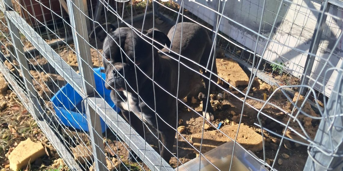 Amenzi de 9.000 de lei la Ciacova, pentru nereguli privind îngrijirea câinilor. Animale fără microcip și lăsate pe străzi