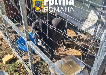 Amenzi de 9.000 de lei la Ciacova, pentru nereguli privind îngrijirea câinilor. Animale fără microcip și lăsate pe străzi