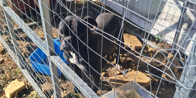 Amenzi de 9.000 de lei la Ciacova, pentru nereguli privind îngrijirea câinilor. Animale fără microcip și lăsate pe străzi
