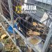 Amenzi de 9.000 de lei la Ciacova, pentru nereguli privind îngrijirea câinilor. Animale fără microcip și lăsate pe străzi