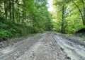 Tragedie pe un drum forestier din Timiș: un mort și un rănit