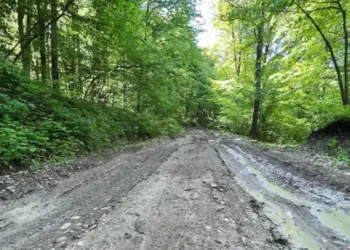 Tragedie pe un drum forestier din Timiș: un mort și un rănit